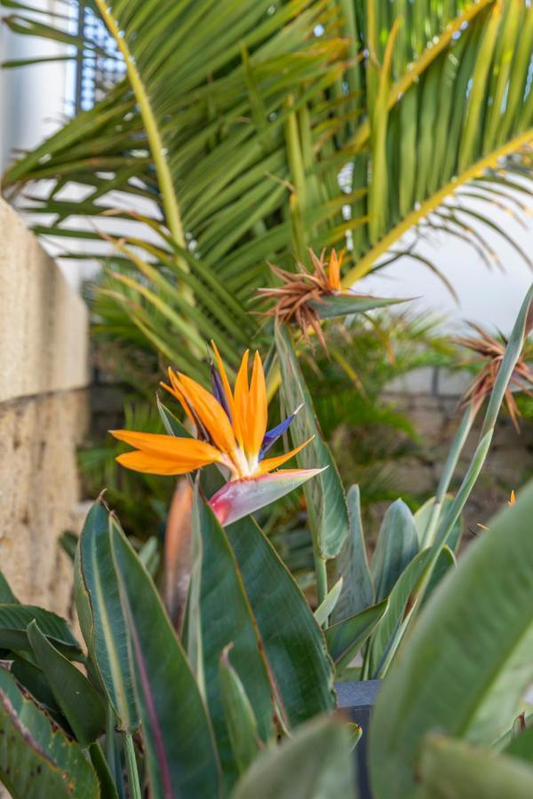 Medano4You The Strelitzia Terrace 厄尔梅达诺 外观 照片